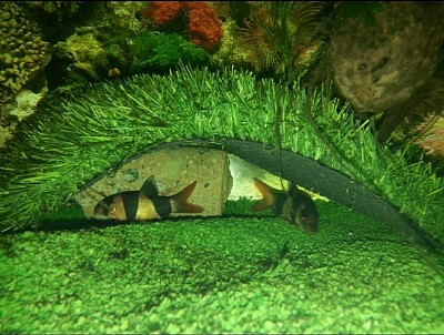 Artificial Grass Freshen The Aquarium